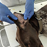 Саратовские ветеринары прооперировали собаку с больным ухом